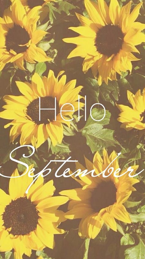 Hello September Sunflower, September Wallpaper Backgrounds, September Wallpaper Iphone, September Widget, September Background Wallpaper, September Phone Wallpaper, September Aesthetic Wallpaper, Monthly Backgrounds, September Wallpaper Aesthetic