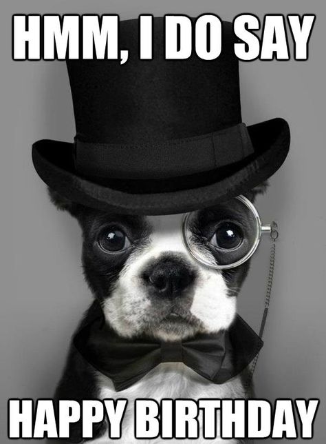 So Funny Happy Birthday Meme                                                                                                                                                                                 More Dapper Dogs, Bulldog Francese, Psy I Szczenięta, Francia Bulldog, Boston Terrier Love, Love My Dog, Inspirational Artwork, Boston Terriers, Blue Heeler