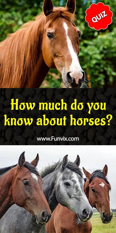 Horse Quizzes, Horse Education, Horse Sayings, Equine Quotes, Pony Boy, Horse Age, Horsey Life, Inspirational Horse Quotes, Animals Horse