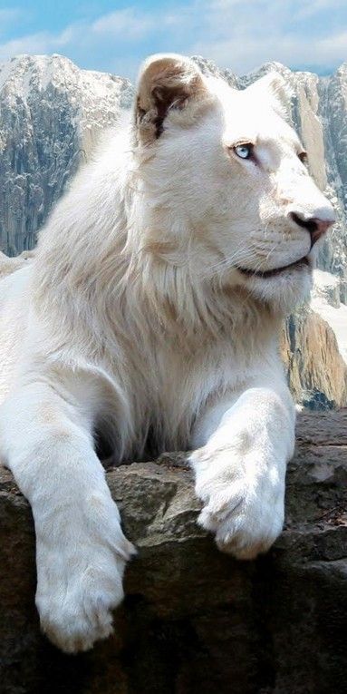 snowy white lion...i am a lioness Macan Tutul, Regnul Animal, Nosara, Gato Grande, Albino Animals, White Lion, Animale Rare, Haiwan Peliharaan, Majestic Animals