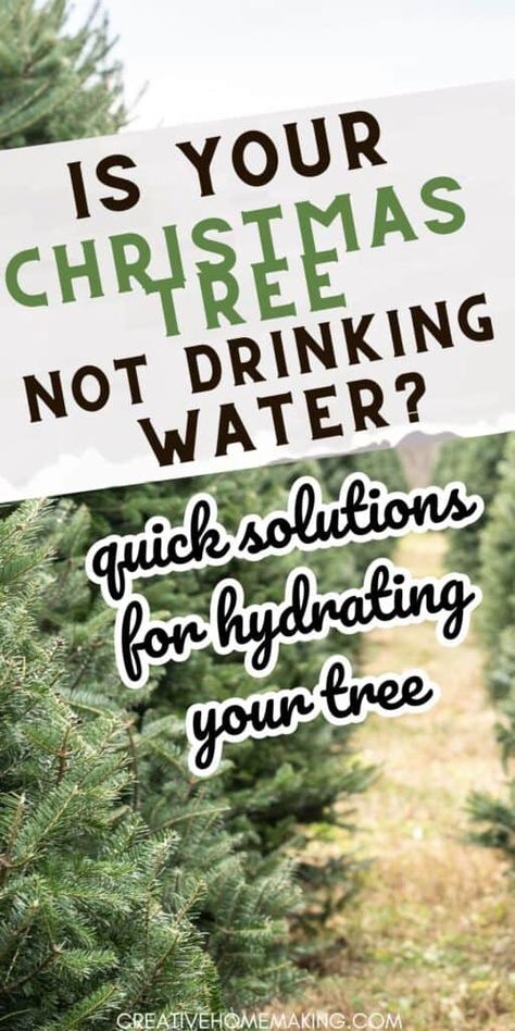 Christmas Tree Water Solution, Dry Christmas Tree, Christmas Tree Water, How To Make Trees, Fresh Cut Christmas Trees, Live Christmas Trees, Fir Christmas Tree, Real Christmas Tree, Cedar Trees