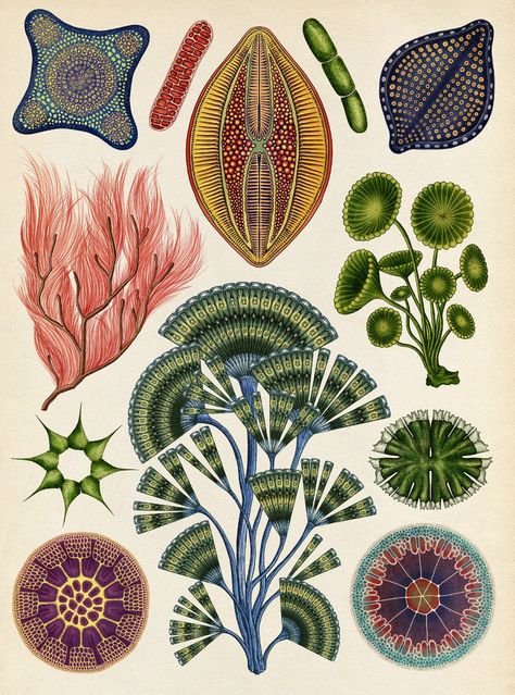 Katie Scott, Biology Art, Bio Art, Illustration Botanique, Art Et Illustration, Scientific Illustration, Vintage Poster Art, Botanical Drawings, May 13