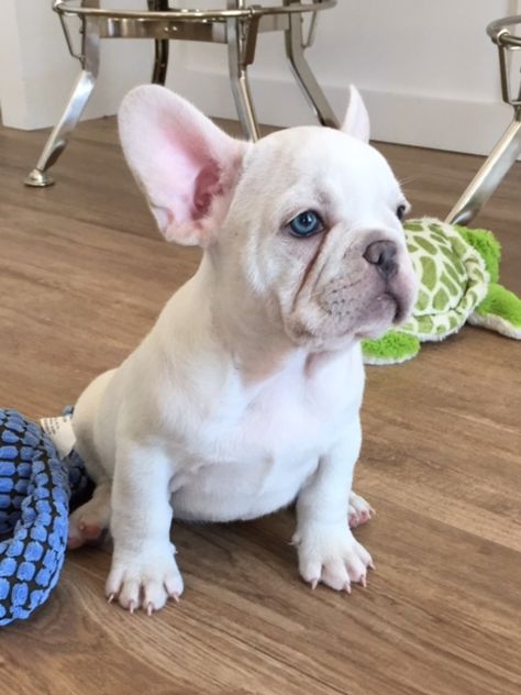 Blanco White Frenchies, Yorkshire Terrier Grooming, White French Bulldog Puppies, Cream French Bulldog, White French Bulldog, French Bulldog Pictures, White French Bulldogs, Poodle Toy, Puppy Time