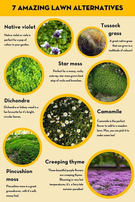 The Complete Guide To Lawn Alternatives | Better Homes and Gardens Lawn Alternative, Moss Lawn, Grass Alternative, Fall Container Gardens, Lawn Alternatives, Outside Plants, Fountain Grass, Diy Lawn, Sloped Garden