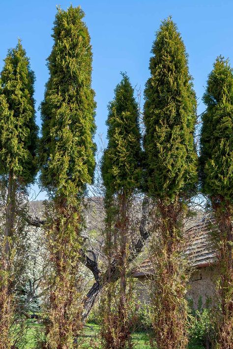 Landscape Ideas With Arborvitae, Arborvitae Front Of House, Arbor Vitae Landscape, Degroots Spire Arborvitae, American Pillar Arborvitae, Arborvitae And Hydrangea Landscaping, Forever Goldy Arborvitae, Arborvitae Landscaping, Azaleas Landscaping