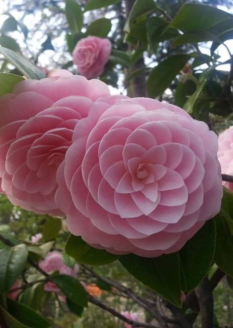 Japanese Flower Phi Camellia Japonica Japanese Camellia Camellia Flowers, Camellia Japonica, Japanese Flower, Flower Farmer, Camellia Flower, Pink Garden, Japanese Flowers, Dune Buggy, Beautiful Rose Flowers