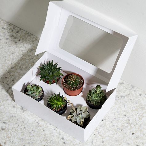 Plant Packaging, Terrarium Gifts, Flower Shop Design, Punny Cards, Succulent Wedding Favors, Cactus Gifts, Small Flower Pots, Flower Store, Garden Animals