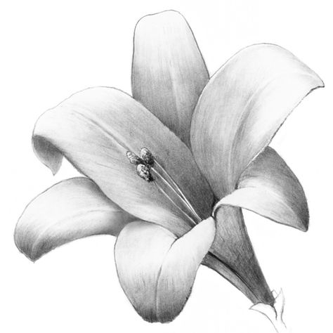 Drawspace.com - Overview: Shade a Lovely Lily Shading Flowers Drawing Pencil, Flower Drawing Shading, Flower Sketches Pencil Shading, Flower Shading Drawing, Drawings Of Lilies, Shaded Drawings, Lily Sketch, Tulip Flower Drawing, Flower Sketch Pencil