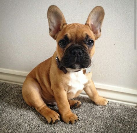 Black and fawn French bulldog puppy Fawn French Bulldog, Bulldog Francese, Cute French Bulldog, French Bulldog Puppy, French Bulldog Puppies, French Bulldogs, Welsh Corgi, Bulldog Puppies, Beautiful Dogs