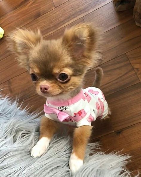 Anjing Chihuahua, Psy Chihuahua, Chihuahua Photos, Teacup Puppy, Teacup Chihuahua Puppies, Haiwan Comel, Anak Haiwan, Very Cute Puppies, Chihuahua Puppy