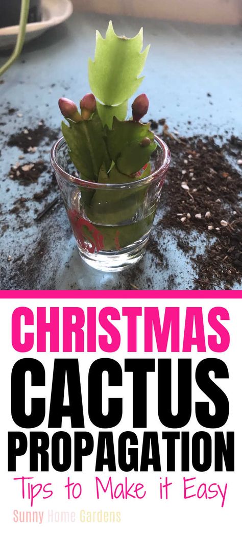 How To Propagate A Christmas Cactus, How To Root A Christmas Cactus, Propagate Christmas Cactus, Cactus Propagation, Christmas Cacti, Christmas Cactus Propagation, Christmas Cactus Care, Christmas Cactus Plant, Easter Cactus