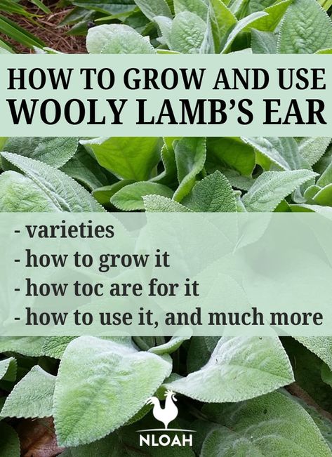 Lambs Ears Plants, Wooly Lambs Ear Tea, Wooly Lambs Ear Plant, Lambs Ear Uses, Lambs Ear Medicinal Uses, How To Dry Lambs Ear, How To Dry Lambs Ear Leaves, Lamb Ear Plant, Lambs Ear Landscaping