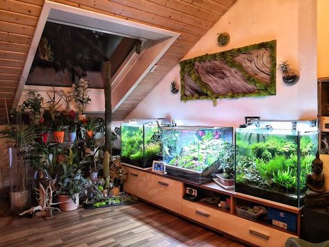 Aquarium And Plant Room, Aqua Terrarium With Fish, Fish Tanks In Living Room, Aquarium Fish Tank Living Rooms, Home Aquarium Living Rooms, Fish Room Ideas, Fish Tank Set Up, Fish Tank In Living Room, Home Aquarium Aesthetic