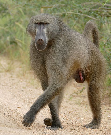 Different Types Of Monkeys, Monkey Species, Types Of Monkeys, Africa Wildlife, African Wild Dog, Mandrill, Tropical Animals, Landscape Photography Nature, Baboon