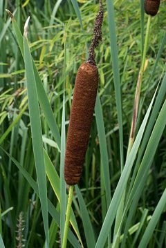 Amazing reedmace Eucalyptus Deglupta, High Energy Foods, Native Foods, Apricot Tree, Perennial Vegetables, Energy Foods, Spring Vegetables, Cat Tail, Plant Spacing