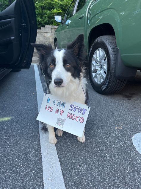 cute dog with hoco sign for homecoming ask If My Puppy Dog Eyes Dont Work Promposal, Cute Hoco Signs, Asking To Homecoming, Hoco Signs, Homecoming Signs, Cute Homecoming Proposals, Austrailian Cattle Dog, Hoco Inspo, Hoco Ideas