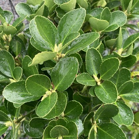 Euonymus japonicus (Japanese Spindle) - Architectural Plants Japanese Spindle Tree, Japanese Euonymus, Euonymus Japonicus, Compost Mulch, Evergreen Ferns, Succulent Tree, Architectural Plants, Seaside Garden, Plant Pests