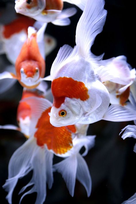 goldfish by rin-ka, via Flickr--such perfection, bordering on idolatry, even Goldfish Swimming, Creature Marine, Pretty Fish, Fauna Marina, Water Animals, Pet Fish, Water Life, Beautiful Fish, Aquascaping