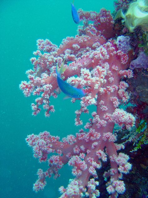 Tropical Core, Beautiful Tropical Fish, Higher Art, Photo Dream, Sea Plants, Raja Ampat, Under The Ocean, Soft Coral, Fish Crafts