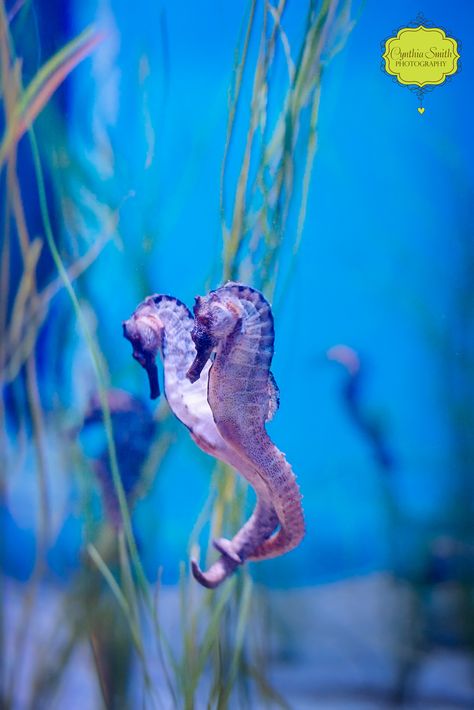 Image of two lovely seahorses linking tails. Photo taken at the Long Beach Aquarium of the Pacific, by Cynthia Smith. Sea Horse Aesthetic, Aesthetic Seahorse, Seahorse Aesthetic, Drawing Seahorse, Seahorse Photography, Seahorse Facts, Long Beach Aquarium, Beach Aquarium, See Horse