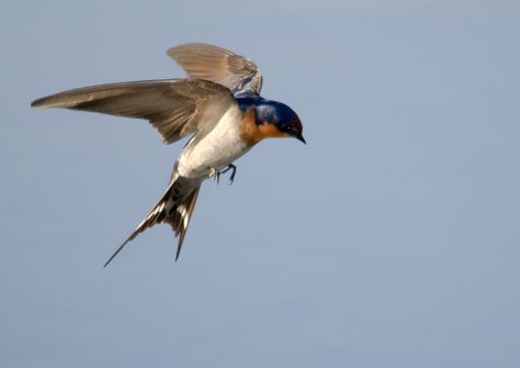 Flying Swallow by tbond_nz, via Flickr Flying Photography, Swift Bird, Flying Swallow, Barn Swallow, Bird Flying, Swallow Bird, Bird Wings, Kinds Of Birds, Pets Funny