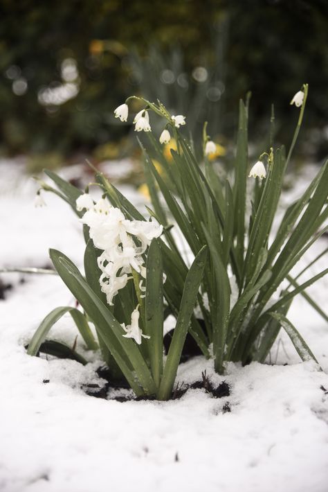 March Snow, Winter, Spring, Cold, Flowers, Garden, Landscape, photography, Hyacinth, Snowdrop Nature, Early Spring Landscape, Winter To Spring Aesthetic, Cold Spring Aesthetic, Winter Spring Aesthetic, March Landscape, March Moodboard, Hamptons Garden Landscaping, March Aesthetic