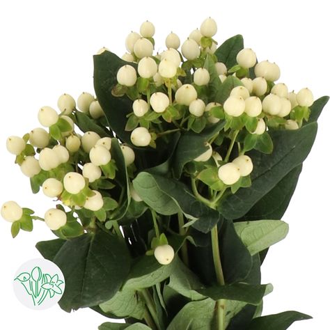 Hypericum Coco Uno White Hypericum, Floral Design Classes, Event Florals, Flower Identification, Hypericum Berries, Short Vase, Flowers For Sale, Star Of Bethlehem, Fresh Cut Flowers