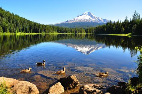 15 Best Lakes in Oregon - The Crazy Tourist Oregon Roadtrip, Oregon Lakes, Trillium Lake, Oregon Trip, Visit Oregon, Oregon Road Trip, Pacific Nw, Oregon Travel, Travel Time