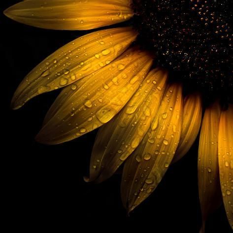 Sunflower Art, Fine Arts Posters, Gracie Oaks, Canvas Home, Color Photography, Wrapped Canvas Art, Stretched Canvas Prints, High Quality Art Prints, Ebern Designs