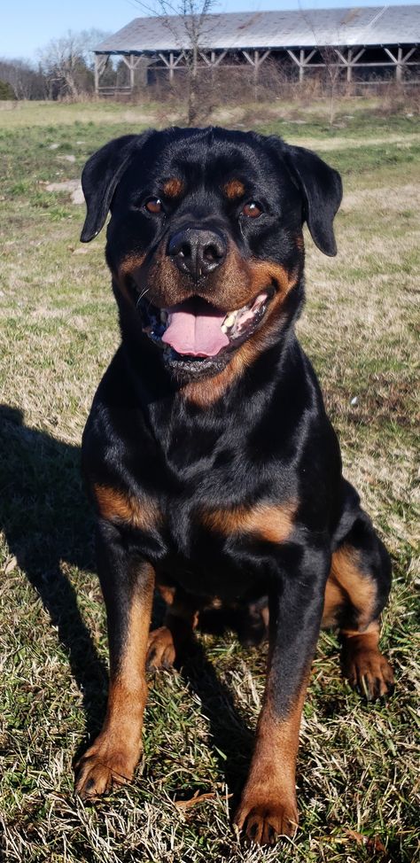 Bear Rockwilder Dog, Rotveileri Dog, Rot Weiler, Rotweiller Dog, Rottweiler Dog Breed, Rottweiler Breed, Bully Breeds Dogs, Rottweiler Love, Big Dog Breeds