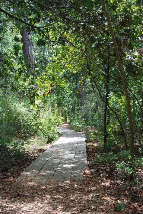 Dsmp Shifting, Path In The Woods, Cinematic Scene, Wooden Path, Walkway Ideas, Gum Tree, Lush Forest, Relaxing Outdoors, Garden Decor Ideas