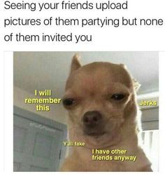 19 Chihuahua Memes That Are Weirdly Relatable Terrible Memes, The Group Chat, Glume Harry Potter, Funny Dog Memes, Dog Facts, Funny Animal Jokes, Crazy Funny Memes, Disney Memes, Funny Animal Memes