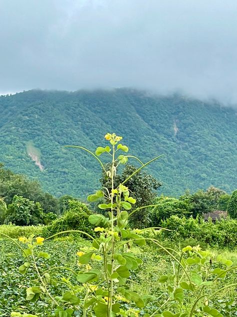 Good Morning polo Forest Polo Forest Gujarat, Polo Forest, Snapchat Streak, Jesus Wallpaper, Good Morning, Snapchat, Forest, Jesus, Natural Landmarks