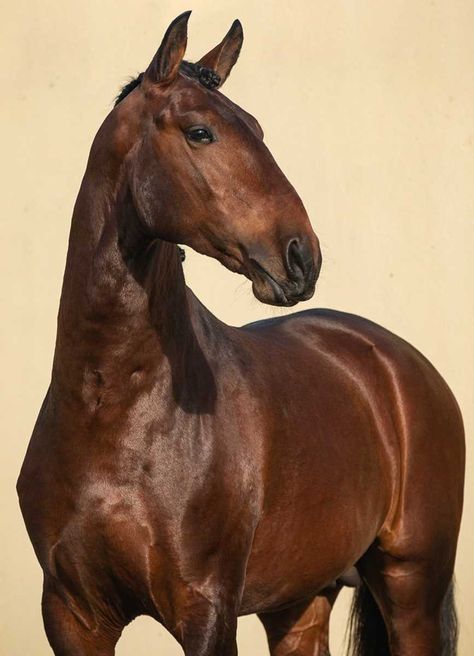 Bay Dressage Horse, Working Equitation, Lusitano Stallion, Male Horse, Lusitano Horse, Rasy Koni, Horse Inspiration, Dream Horse, Most Beautiful Horses