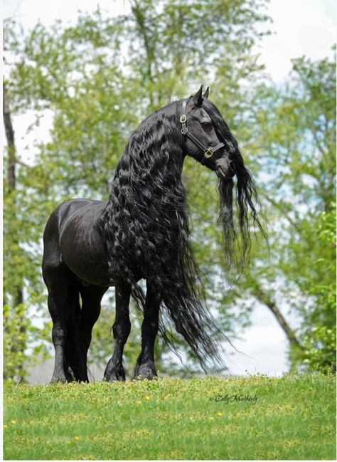 this is anton 343 sport. this was found on a european facebook page but he actually lives in the usa. Ahal Teke, Friesian Stallion, Black Horses, Friesian Horse, Majestic Horse, All The Pretty Horses, Horse Crazy, Black Horse, Pretty Horses