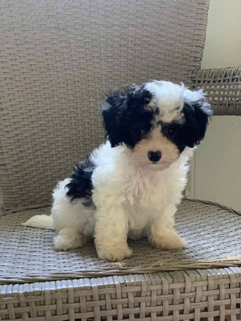 Kaliespups – Teacup/Toy Puppies for Sale- Yorkies, Poodles, Maltese puppies for sale Mini Cockapoo, Poodle Teacup, Teacup Poodles For Sale, Toy Puppies For Sale, Yorkshire Terrier For Sale, Morkie Puppies For Sale, Teacup Yorkie For Sale, Teacup Poodles, Puppies Maltese