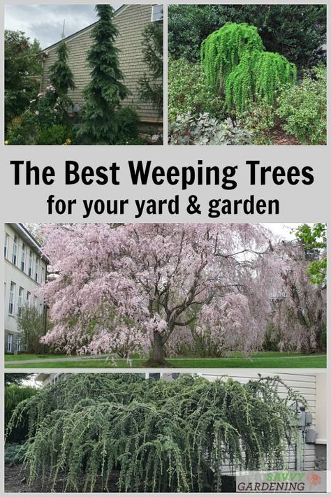 Weeping trees are make such beautiful landscape accents. Meet 14 amazing weeping tree varieties. Includes flowering, evergreen, and deciduous weeping tree types. #landscaping #gardening Weeping Conifer Trees, Weeping Cedar Tree, Ever Green Trees Landscaping, Weeping Birch Tree Landscaping, Different Trees Types, Weeping Evergreen Trees Landscapes, White Dogwood Tree Landscapes, Ornamental Evergreen Trees Front Yards, Weeping Larch Tree