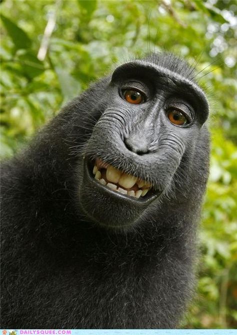 goofy-smiling Macaque Macaque Monkey, Gorilla Gorilla, Military Quotes, A Monkey, Monkeys Funny, Haiwan Peliharaan, Primates, Sweet Animals, Animal Photo