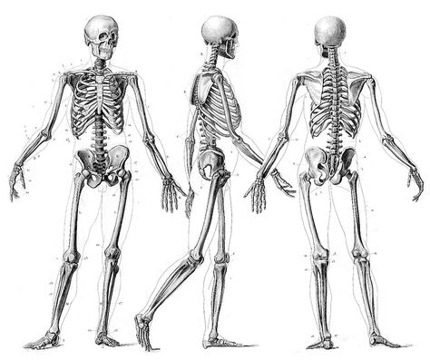 1000+ images about Human Skeleton on Pinterest | David smith, Human skull and Free images Human Skeleton Anatomy, Anatomy Images, Skeleton Anatomy, Skeleton Drawings, Human Bones, Human Skeleton, Human Anatomy Art, Anatomy Sketches, Skeleton Art