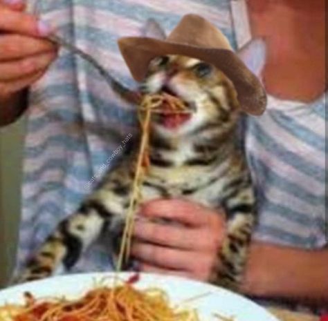 Cats In Cowboy Hats, Cowboy Cat Drawing, Cat With Cowboy Hat, Cowboy Pfp, Cat Cowboy, Cat Lady Humor, Cowboy Baby, Cat Pfp, Reaction Memes