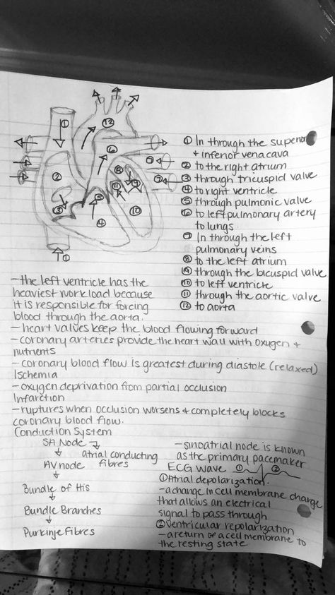 Nurse Study Notes Heart, Perfusion Nursing Notes, Heart Physiology Notes, Notes On The Heart, Pre Nursing Student Studying, Flow Of Blood Through The Heart, Cardiac Nursing Notes, Heart Anatomy Studying, Perfusion Nursing