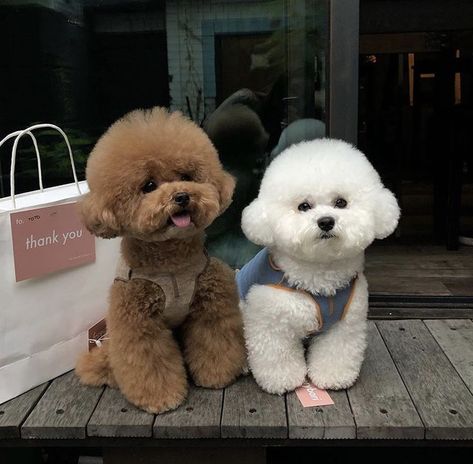 Anjing Poodle, Toy Poodle Haircut, Cute Animal Tattoos, Toy Poodle Puppy, Poodle Haircut, Bichon Dog, Poddle, Bichon Frise Puppy, Poodle Toy