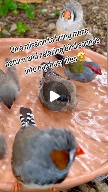 Bird Aviary Ideas Outdoor, Aviary Ideas Outdoor, Tropical Aviary, Animal Oddities, Aviary Birds, Relax Nature, Bird Sounds, Finches Bird, Bird Aviary