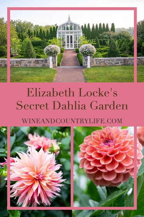 Dalia Garden Ideas, Roses And Dahlias Garden, Dahlia Landscaping Ideas, Dahlia Garden Ideas Design, Landscaping With Dahlias, Dahlia Flower Beds Gardens, Dahlia Bed Design, Dahlia Flower Bed Ideas, Dahlia Flower Garden Landscapes