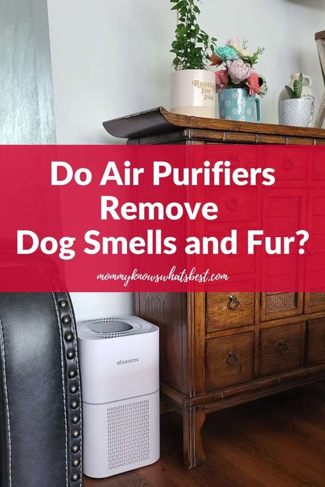 Worried about dog odors and fur? Learn about air purifiers for dog smells and how they can help clean the air in your home. | pets | dogs | tips for dog owners Dogs Tips, Home Pets, Pet Smell, Home Air Purifier, Home Air Fresheners, Air Ducts, Dog Smells, Dog Odor, Natural Cleaners