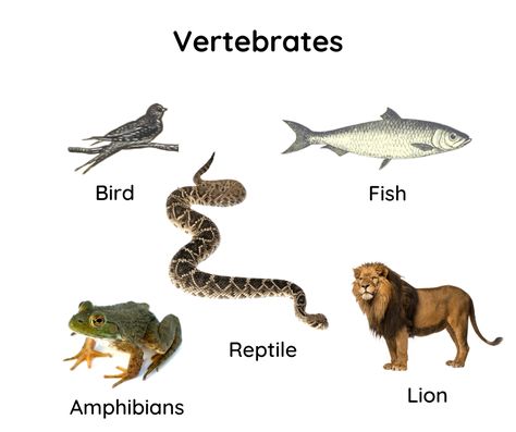 Vertebrates Animals, Animals Meaning, Vertebrates And Invertebrates, Rockwall Texas, Animal Meanings, Children Park, Blue Whale, Amphibians, Animal Kingdom