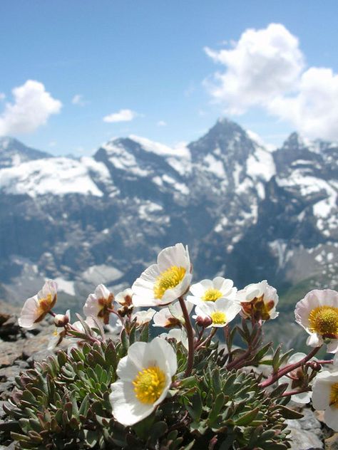 The Schilthorn, Switzerland - http://www.afar.com/places/schilthorn-lauterbrunnen-2?context=wanderlist&context_id=25838 Schilthorn Switzerland, Switzerland Flowers, Vintage Adventure, Mountain Flowers, Alpine Flowers, Mountains Colorado, Mountain Landscape Photography, Alpine Garden, Landscape Vintage