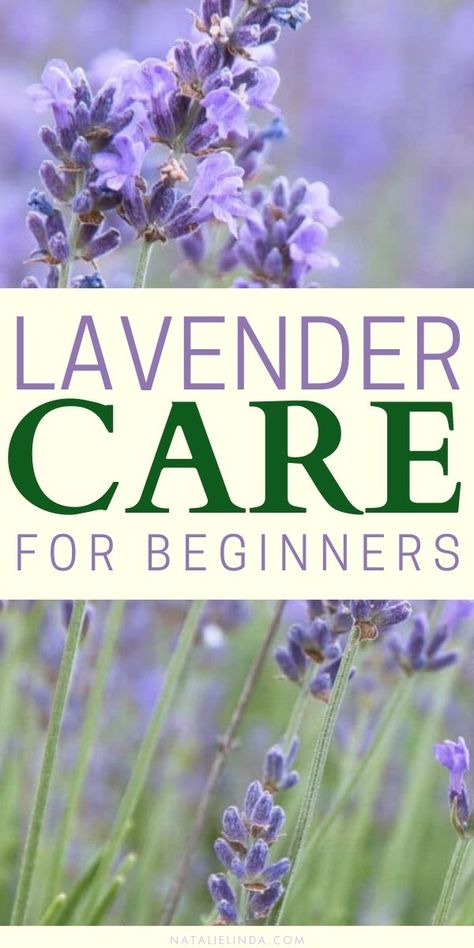 Learn how to plant and grow lavender in your garden! Lavender is a low-maintenance perennial that looks beautiful in a pot or in the front and backyard. Get the care tips to grow this drought-tolerant plant in your home. Lavender Care Plants Tips, How To Care For Lavender Plants Outdoors, Growing Lavender In Pots, How To Grow Lavender, Lavender Plant Care, Munstead Lavender, Harvesting Lavender, Lavender Care, Grow Lavender