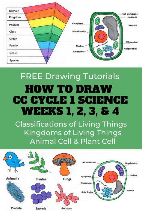 CC Cycle 1 Science Weeks 1-4 - Drawing Tutorials - Free Coloring Pages - Free Download Cc Cycle 1 Foundations, Cc Cycle 1 Tutor, Cc Cycle 1 Essentials, Cc Cycle 3 Week 1, Cc Cycle 1 Week 1, Classical Conversations Cycle 1, Cc Drawing, Cc Cycle 1, Classical Homeschooling