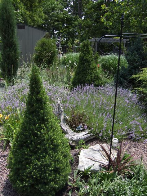 Corner Landscaping, Alberta Spruce, Landscape Tips, Side Yard Landscaping, Evergreen Garden, Acid Loving Plants, Front Yard Garden Design, Sloped Garden, Spruce Tree